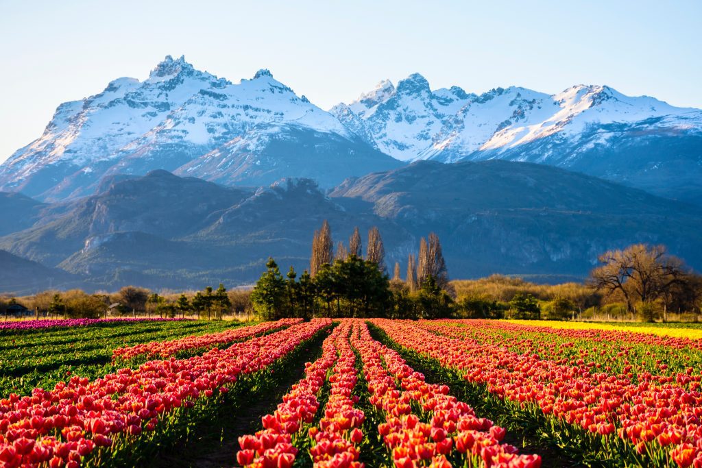 Spring Tulips in front of the Andes Mountains